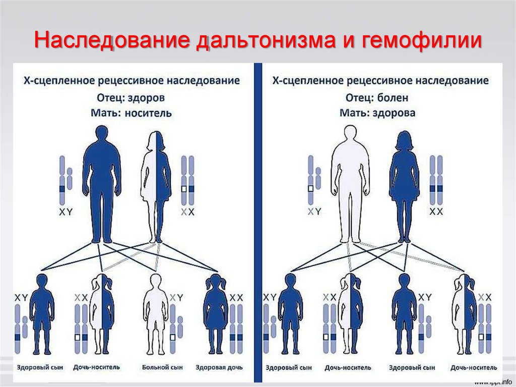 Какие болезни передаются от отца к дочери. генетические заболевания, передающиеся по наследству. передается ли по наследству рак