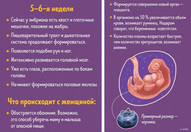 4 неделя беременности: что происходит, признаки и ощущения