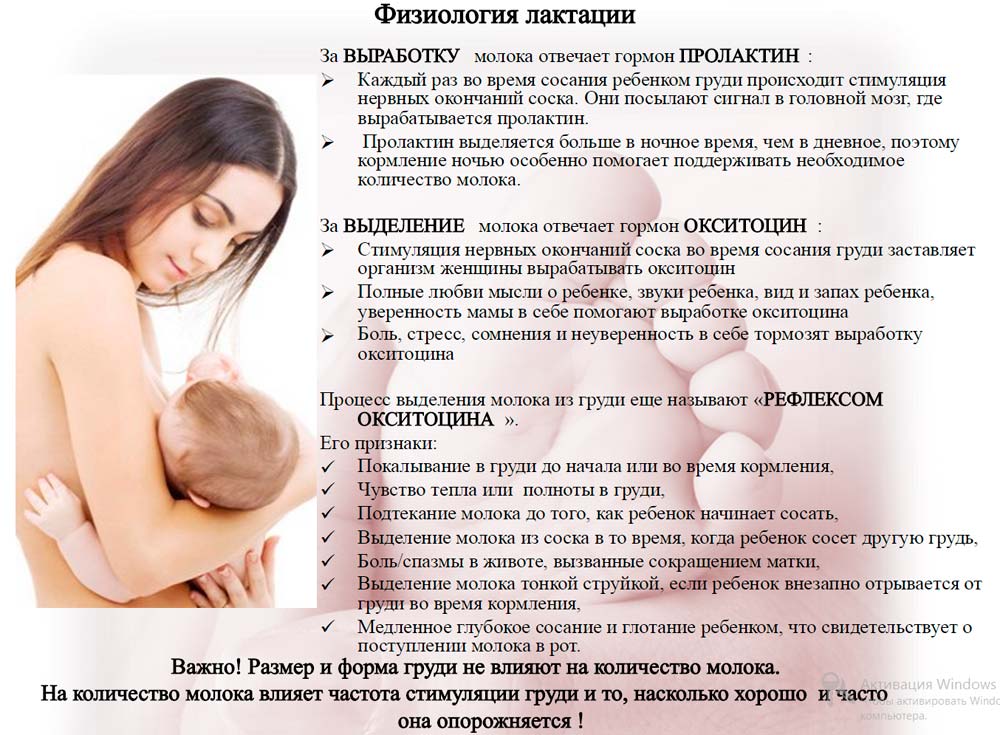 Лактация - что это такое? почему пропадает? как стимулировать и как правильно прекращать лактацию?