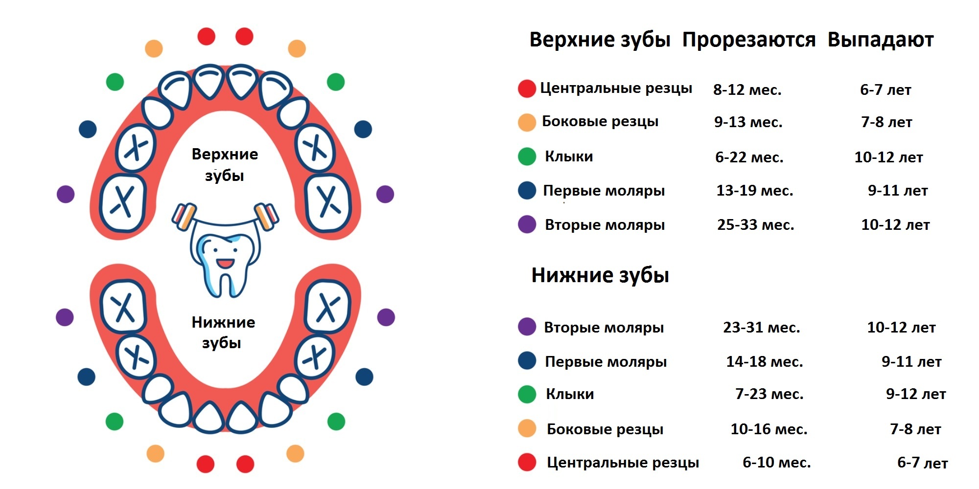 Всё про молочные зубы у детей: когда и как они выпадают? — стоматологическая клиника "жемчуг" г. серов