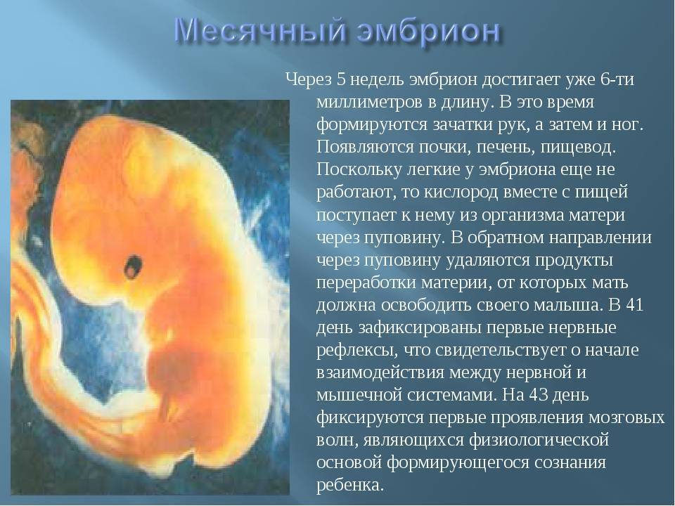 5 неделя беременности: развитие плода, ощущения женщины и рекомендации специалистов