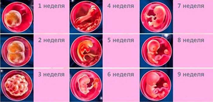 4 неделя беременности: что происходит, фото плода, признаки