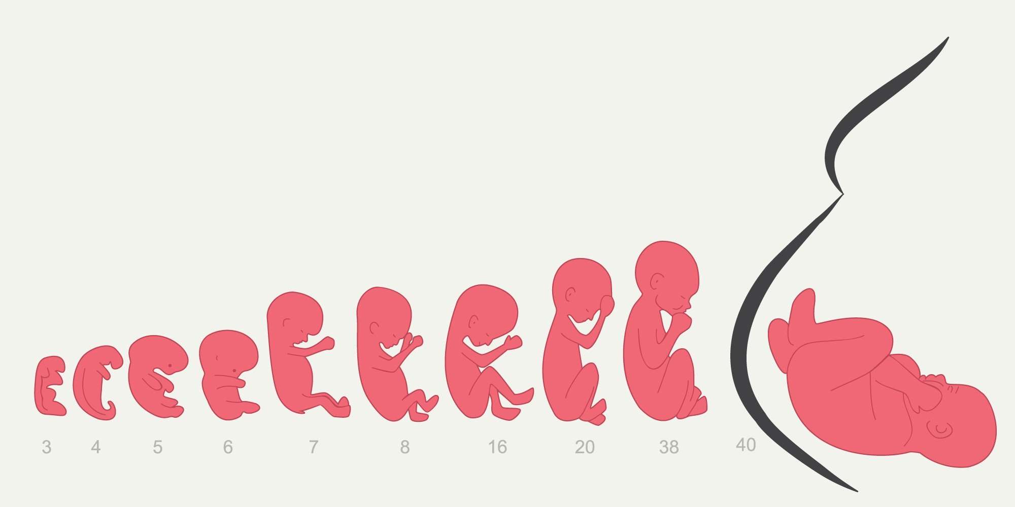 Стадии развития ребенка в утробе матери по неделям в картинках