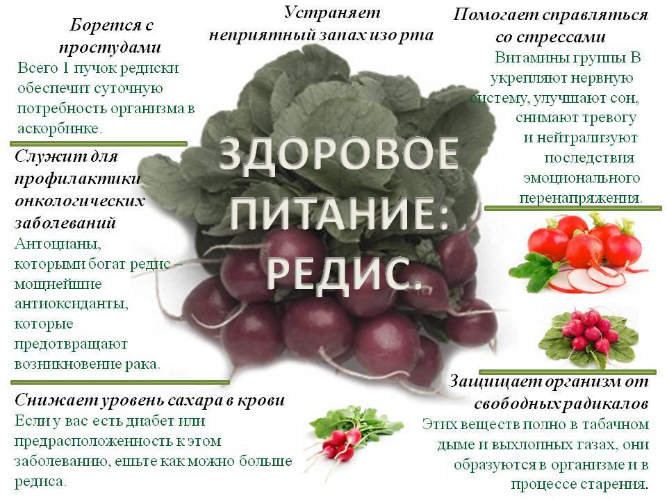 Польза и вред редиски при беременности