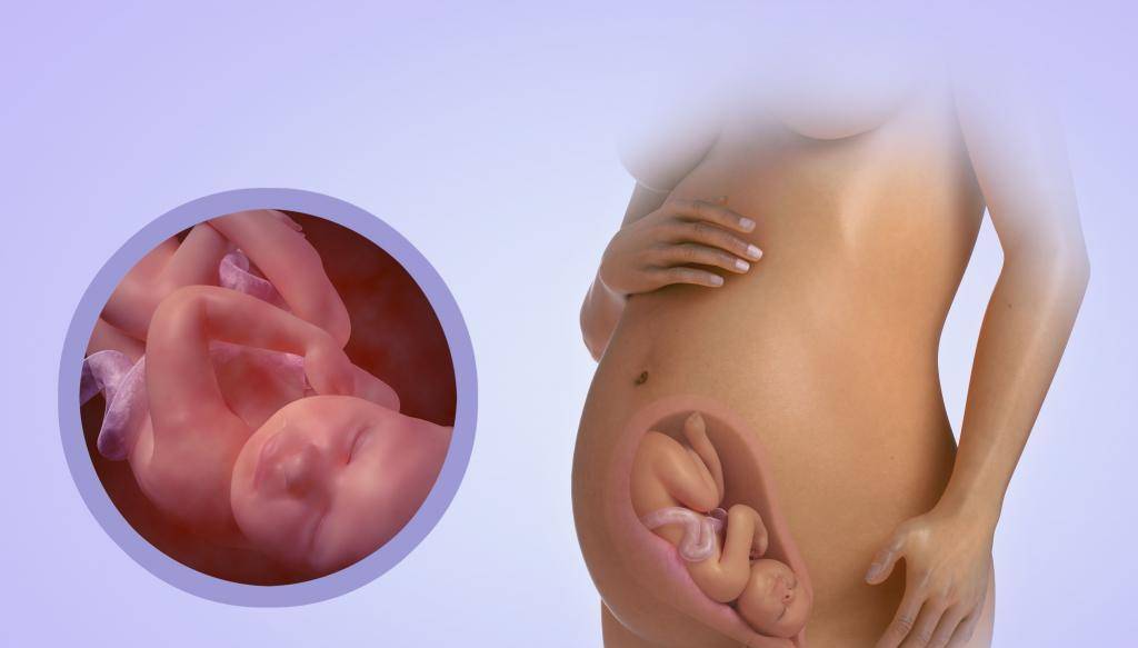 30 неделя беременности рост и развитие малыша