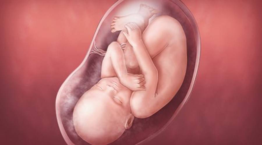 З6 неделя беременности: ощущения будущей мамы, развитие плода, возможные патологии и полезная информация