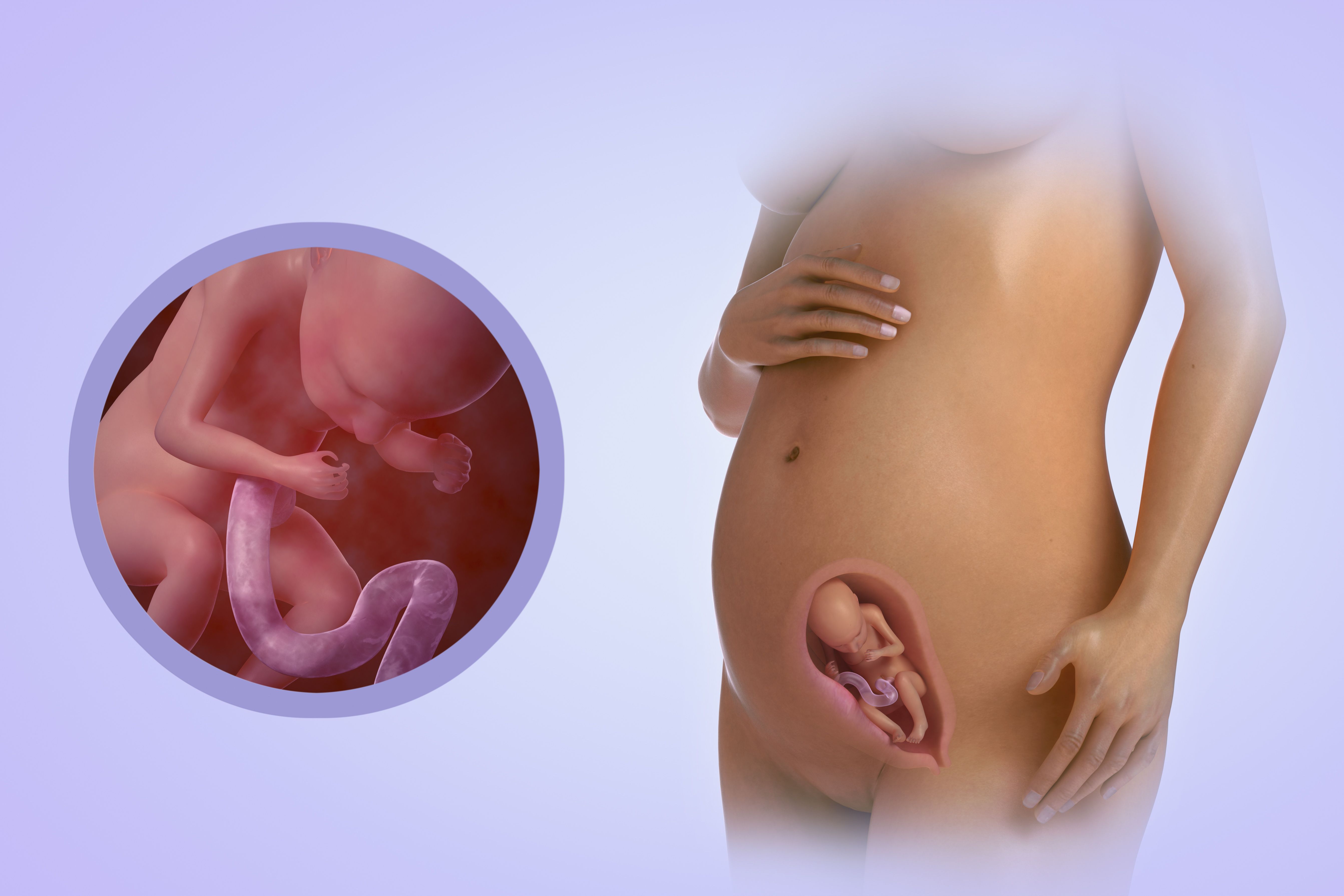 20 неделя беременности - определение пола ребенка, нормы веса, шевеления, упражнения, гигиена, анализы и узи