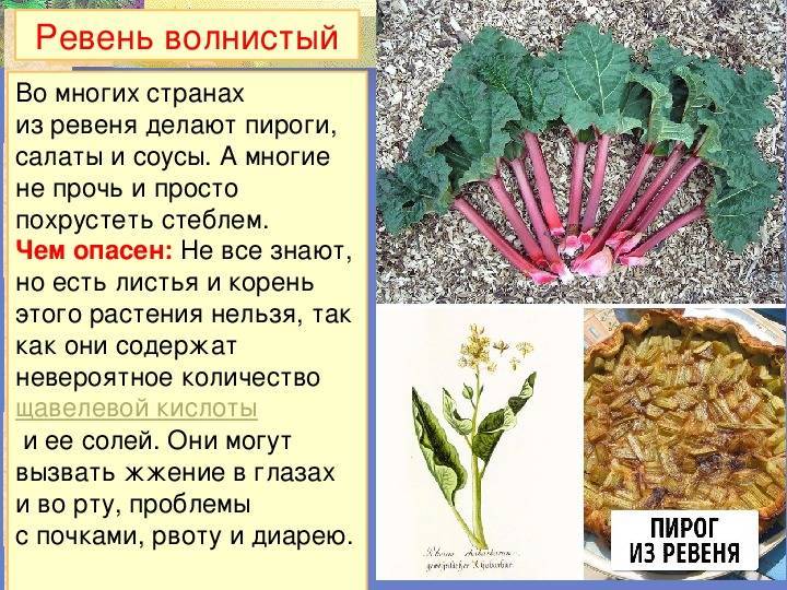 ᐉ выкидыш народными методами. прерывание беременности с помощью растений - ➡ sp-kupavna.ru