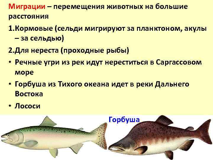 Рыбный суп с горбушей и маслом для детей 1,5 года