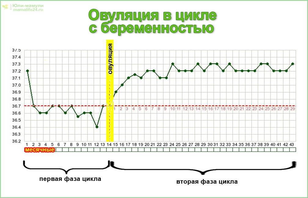 Базальная температура при овуляции и после овуляции + график