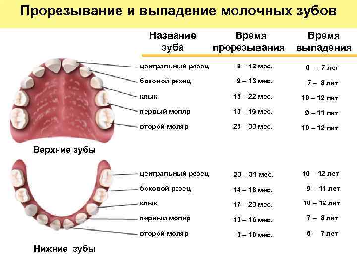 Выпал первый молочный зуб, консультация стоматолога