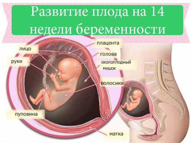 Беременность 14 недель