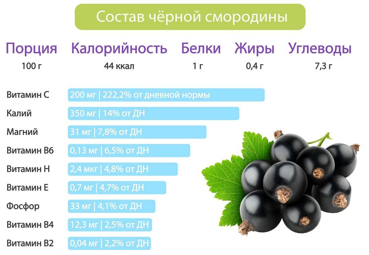Чёрная смородина при беременности | уроки для мам