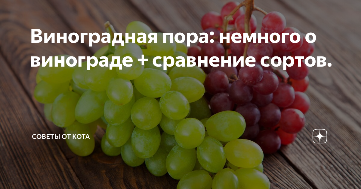 Виноград при грудном вскармливании: можно ли кормящей маме?