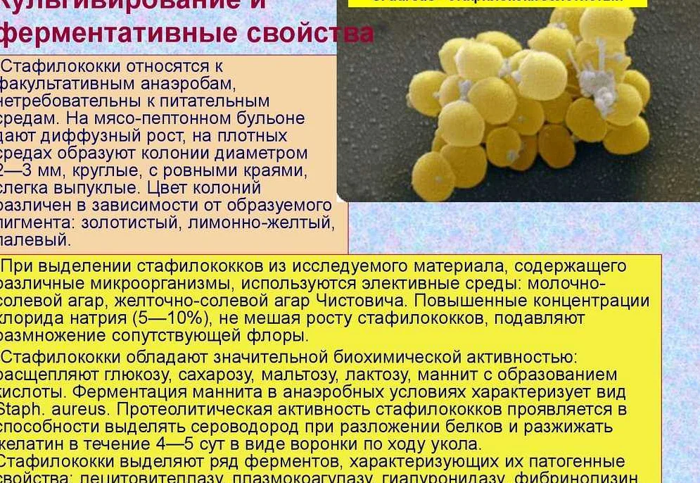 Золотистый стафилококк у грудных детей: симптомы, причины - лечение стафилококка народными средствами