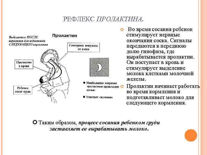 Повышенный гормон пролактин у женщин. Рефлекс пролактина. Рефлекс пролактина и окситоцина. Выделение пролактина. Пролактин где синтезируется.