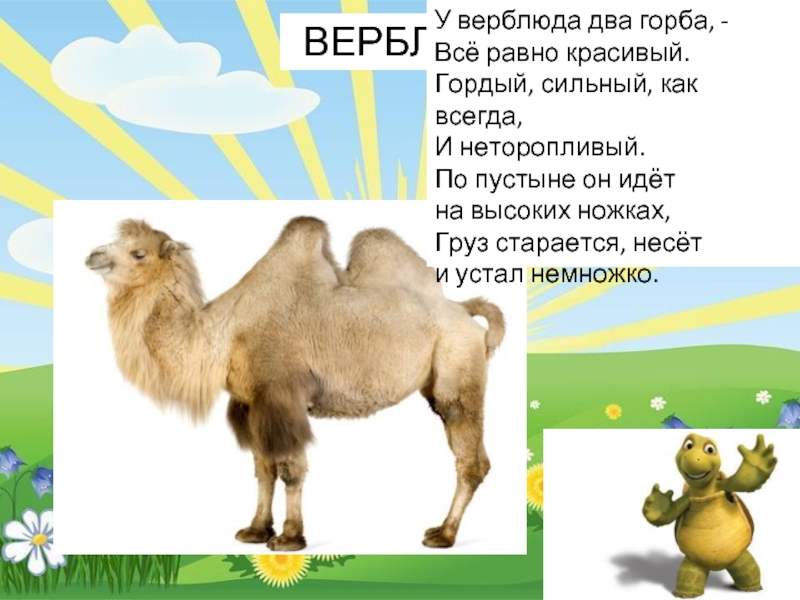 Как объяснить ребенку 3-5 лет зачем верблюду горбы