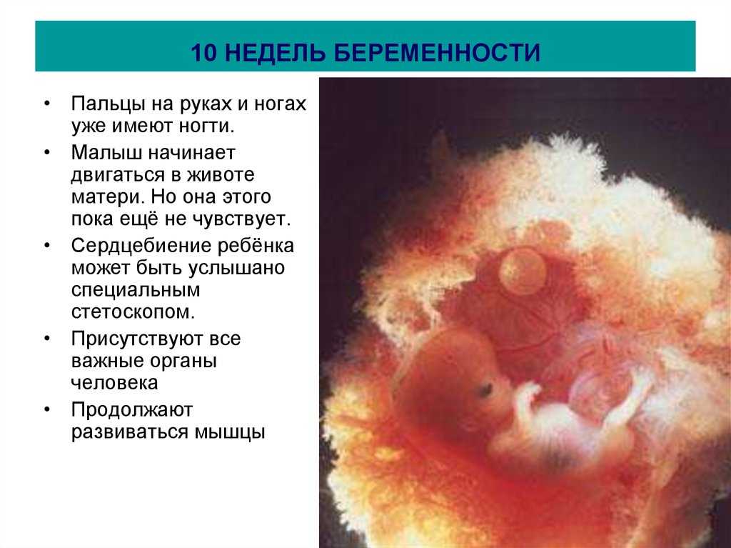 9 неделя беременности: что происходит с ребенком, развитие, размер плода и живота, выделения и токсикоз у мамы, фото узи / mama66.ru