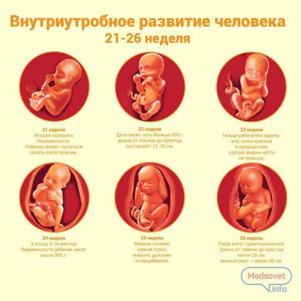 21 неделя беременности: развитие плода и ощущения беременной