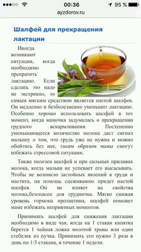 Шалфей для прекращения лактации: как принимать, действие, противопоказания