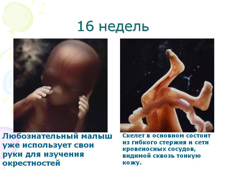 ➤ 16 неделя беременности всё что нужно знать будущей маме