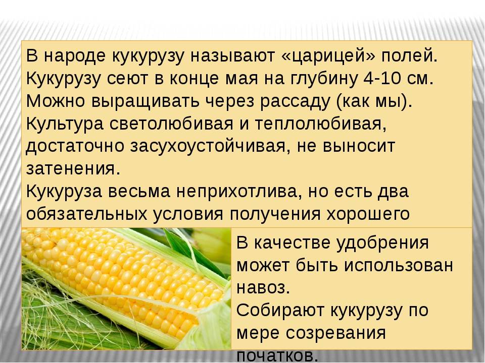 Кукуруза доклад 3 класс. Кукуруза доклад. Сообщение о кукурузе. Кукуруза культурное растение. Кукуруза краткая информация.