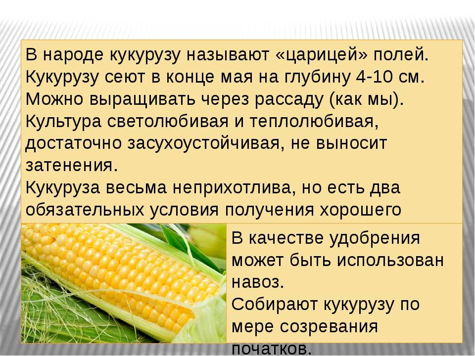 Вареная кукуруза польза и вред для организма. Доклад о кукурузе. Кукуруза культурное растение. Кукуруза краткая информация. Сообщение про кукурузу 4 класс.