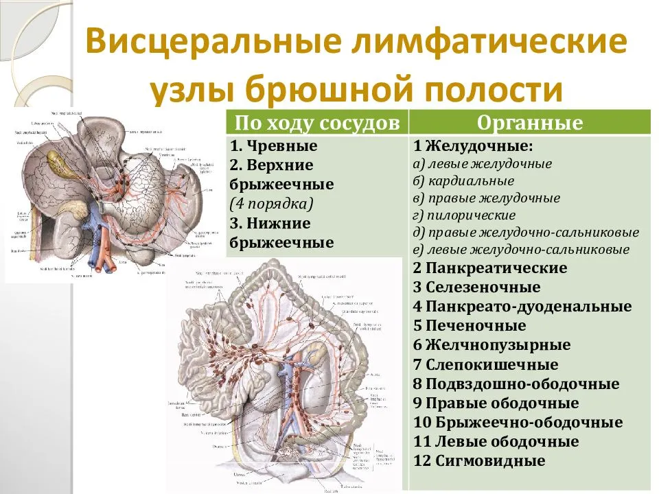 Мезаденит у детей — медицинский центр «целитель»
