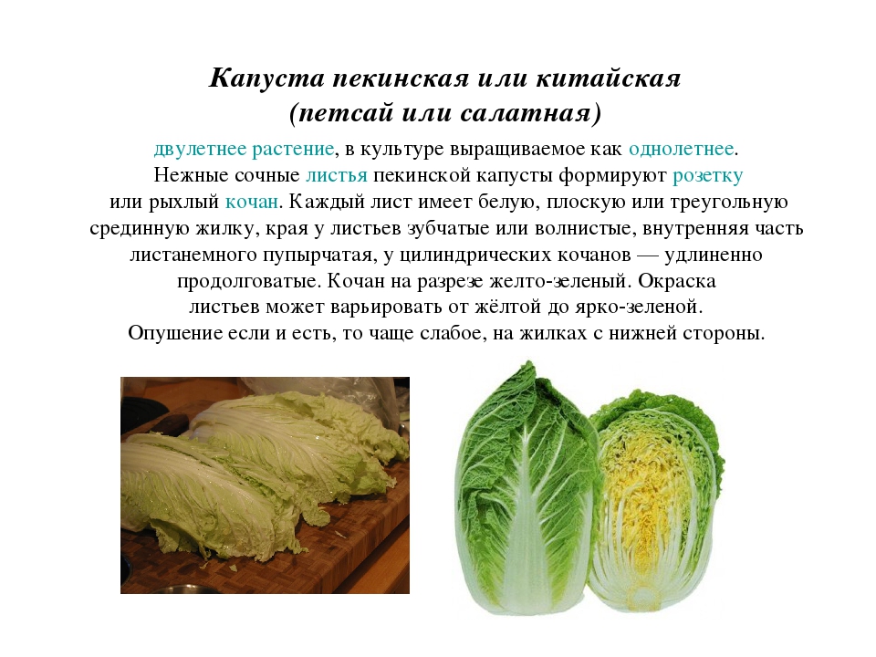 Пекинская капуста при грудном вскармливании