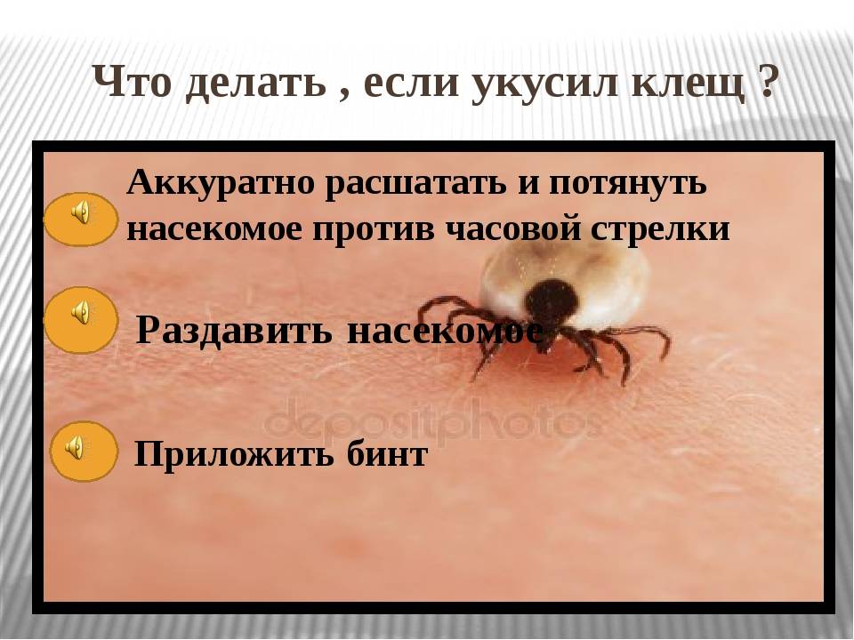 Кошку укусил клещ что делать. Чтотделать если укустл клещ. Чтотдеоаит если укусил клещ. Что делать если укусил клещ.