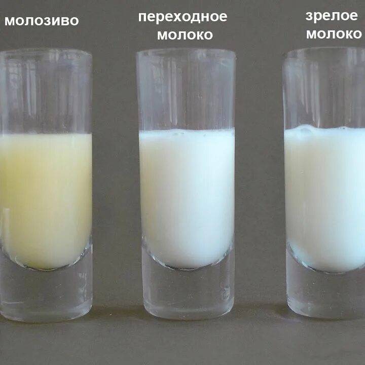 Переднее и заднее молоко. как меняется молоко во время кормления