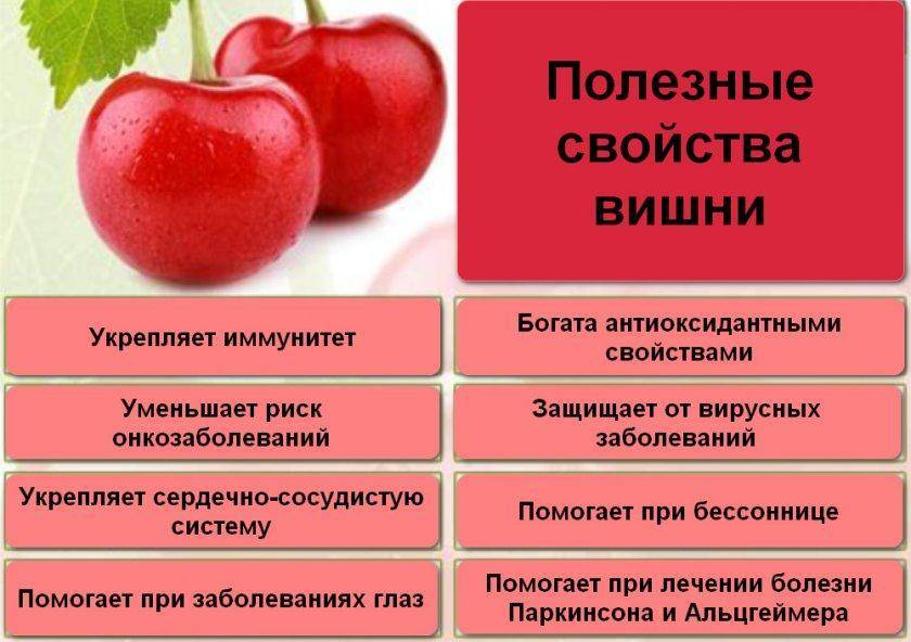Вишня при беременности: можно ли в 1, 2 и 3 триместре, польза и вред плодов в свежем, замороженном и сушеном виде. свойства и витамины вишни / mama66.ru