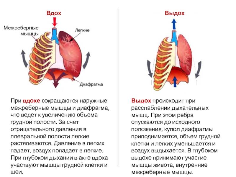 Причины и лечение хрипов у грудного ребенка