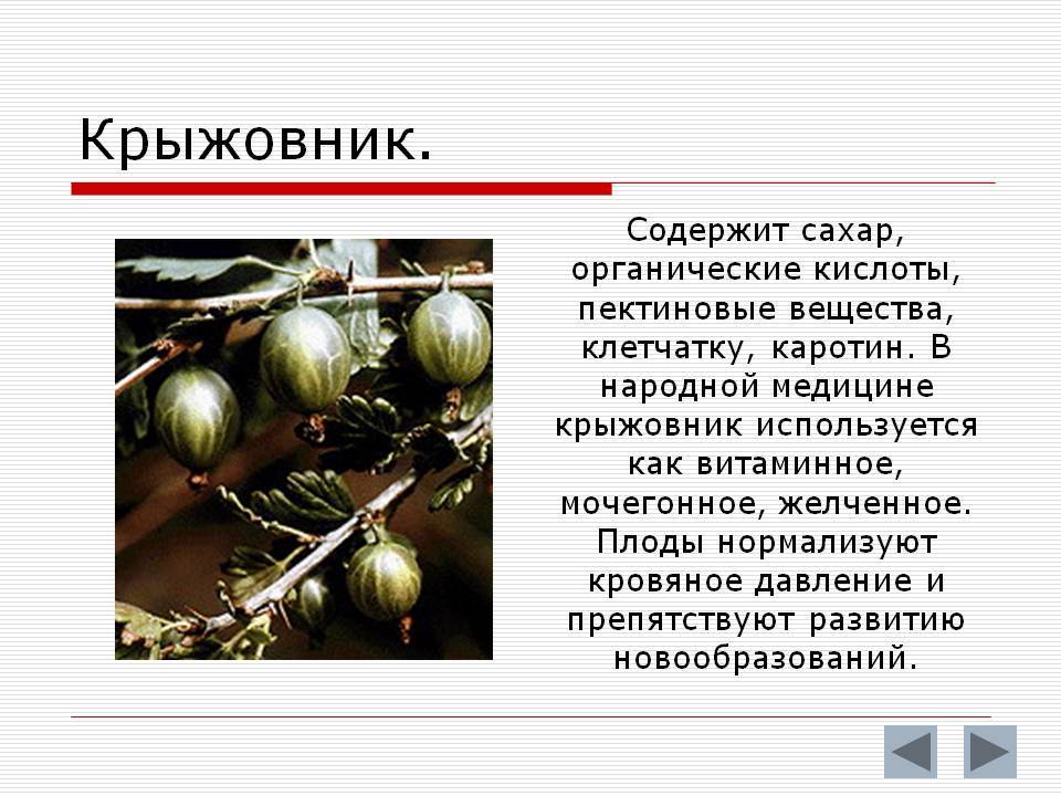 Крыжовник при беременности | уроки для мам