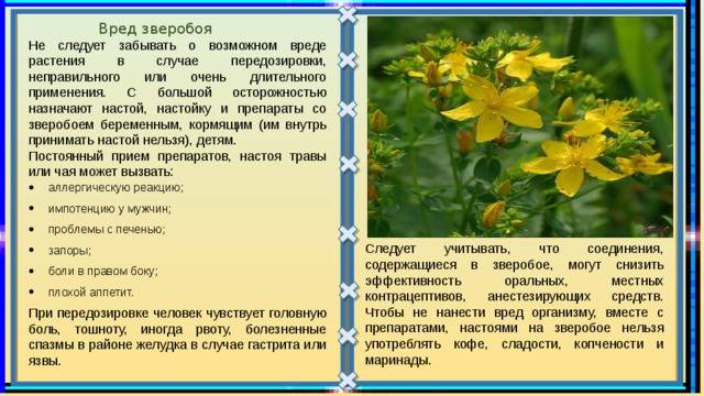 Зверобой🌼 15 лечебных свойств, польза и вред при заболеваниях, исследования
