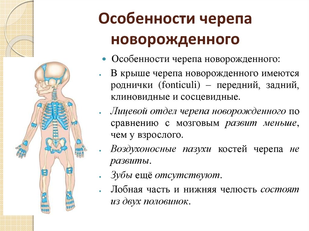 Анатомо-физиологические особенности новорожденных