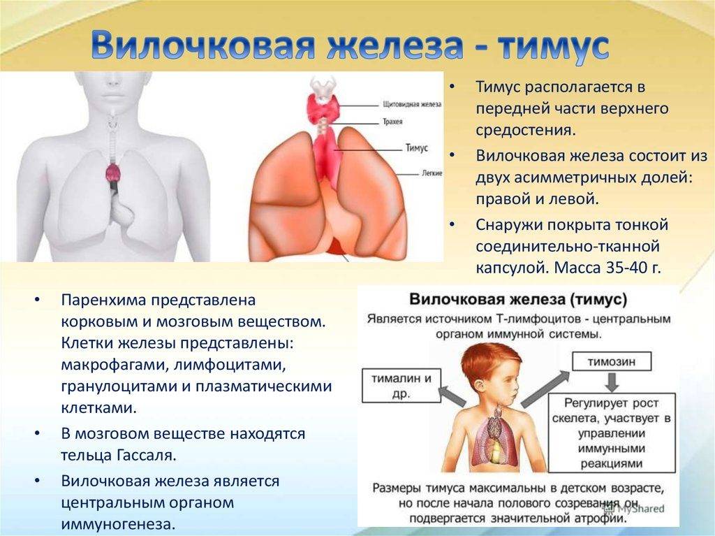 Увеличена вилочковая железа: почему у плода, новорожденного, грудничка, ребенка, взрослых, после прививки, симптомы, лечение, если была в детстве