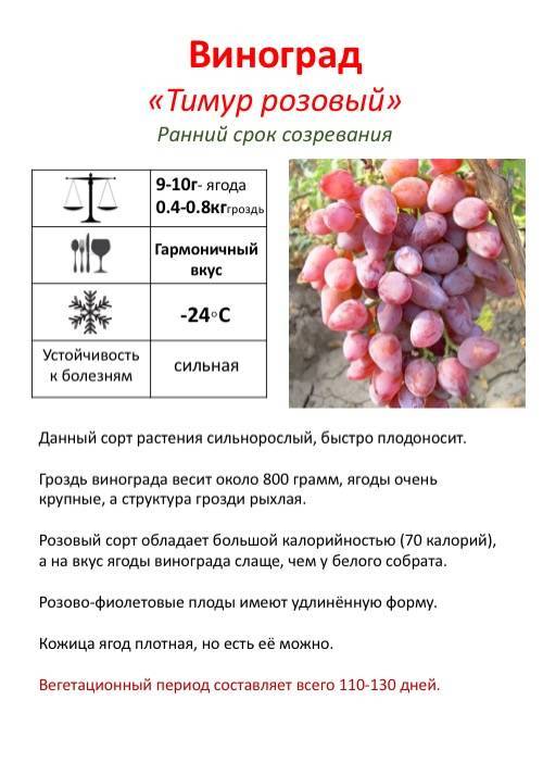 Вы даете своим детям виноград? с какого возраста? кризис с едой, виноград один из немногих продуктов, которые ребенок ест. - я happy mama