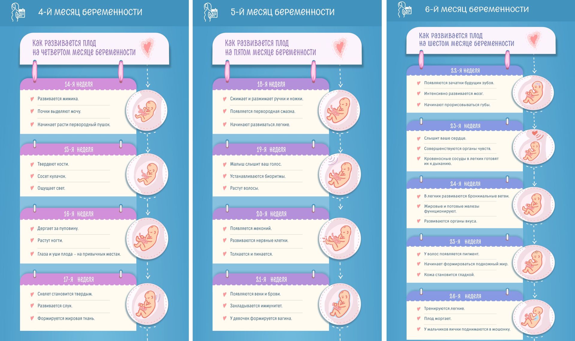 1 неделя беременности