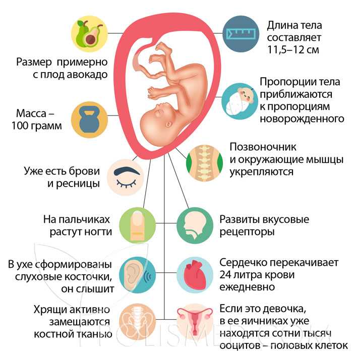Беременность 16 недель