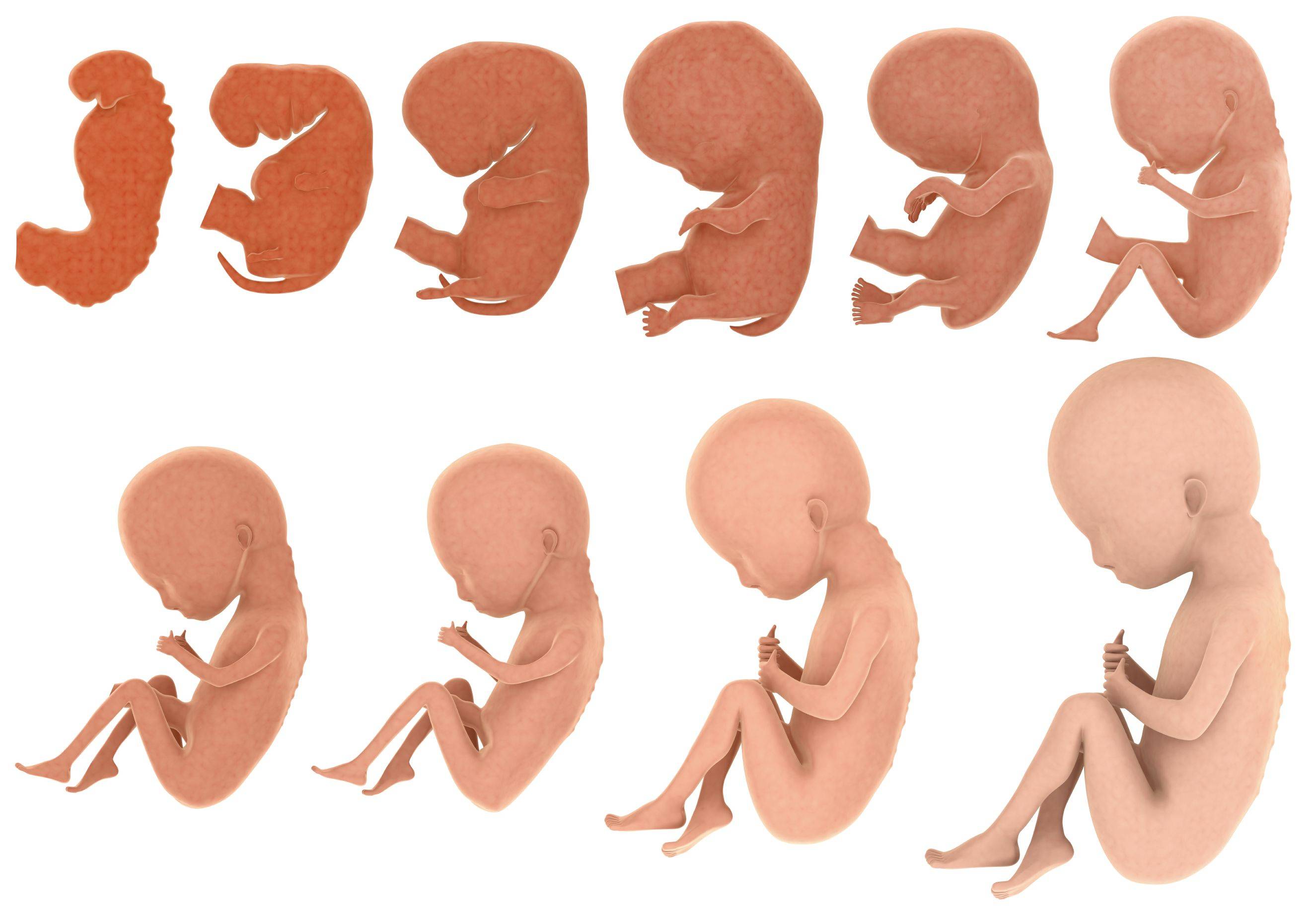 14 лет жила в животе. Этапы развития ребенка в утробе матери. Формирование ребенка в животе. Этапы формирования ребенка в утробе матери. Стадия формирования ребёнка в животе.