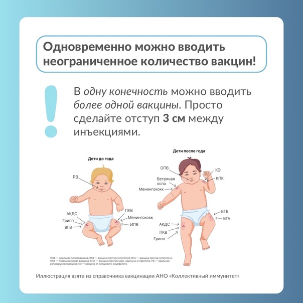 Можно ли мыть собаку после прививки: через сколько разрешается