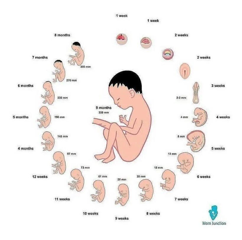 Цикл развития беременности по неделям. Развитие плода по неделям в картинках. Схема развития плода по месяцам. Формирование ребенка по неделям.