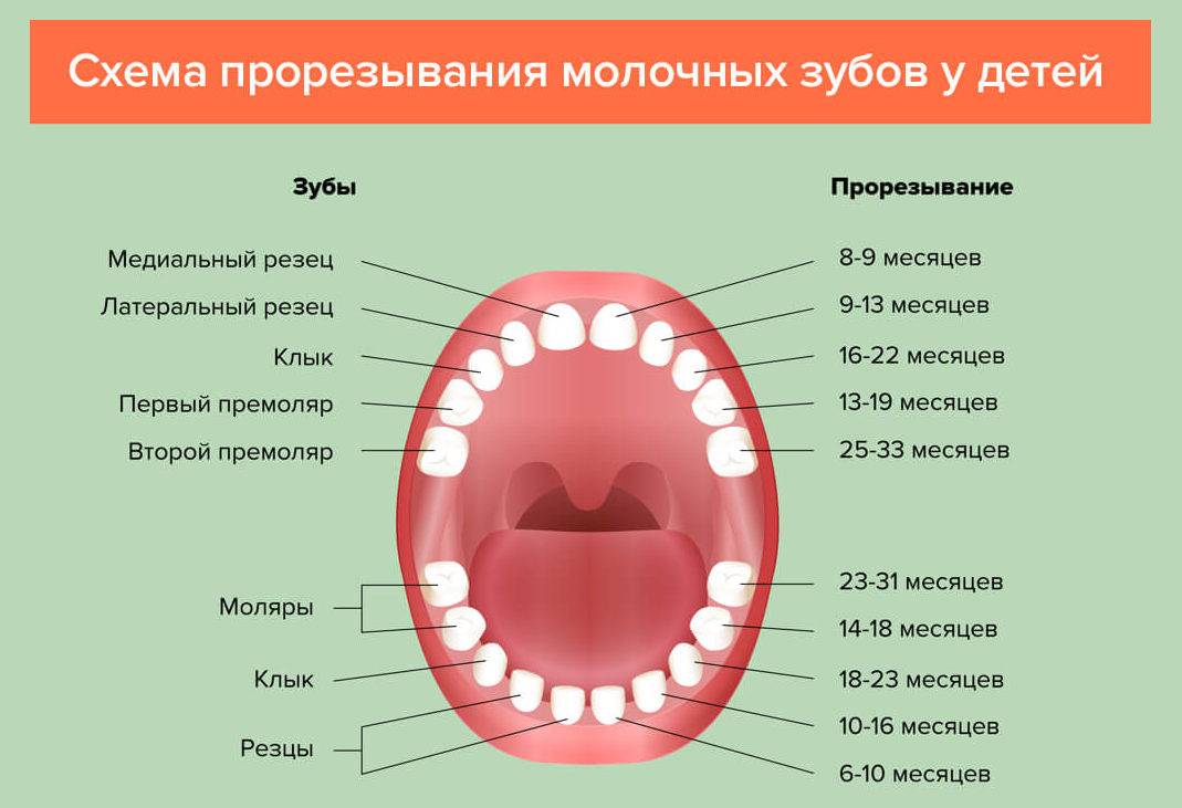 Прорезывание зубов у детей до года: порядок, сроки | последовательность прорезывания молочных зубов у грудничка