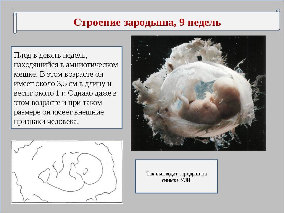 Девятая неделя беременности
