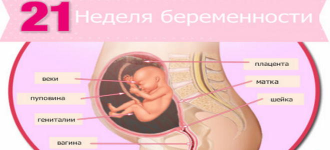 21 неделя беременности: развитие плода и что происходит с мамой