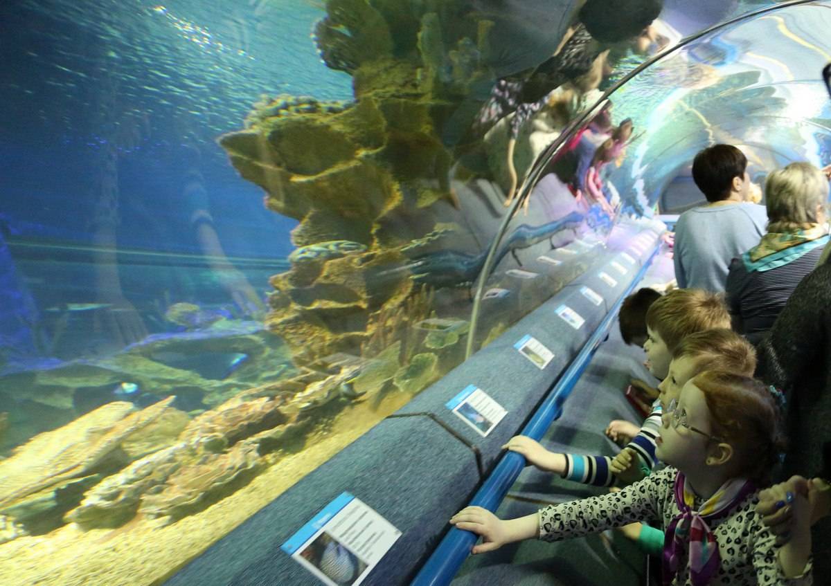 Куда пойти с детьми в краснодаре: океанариумы и зоопарки, центры детского творчества и музеи