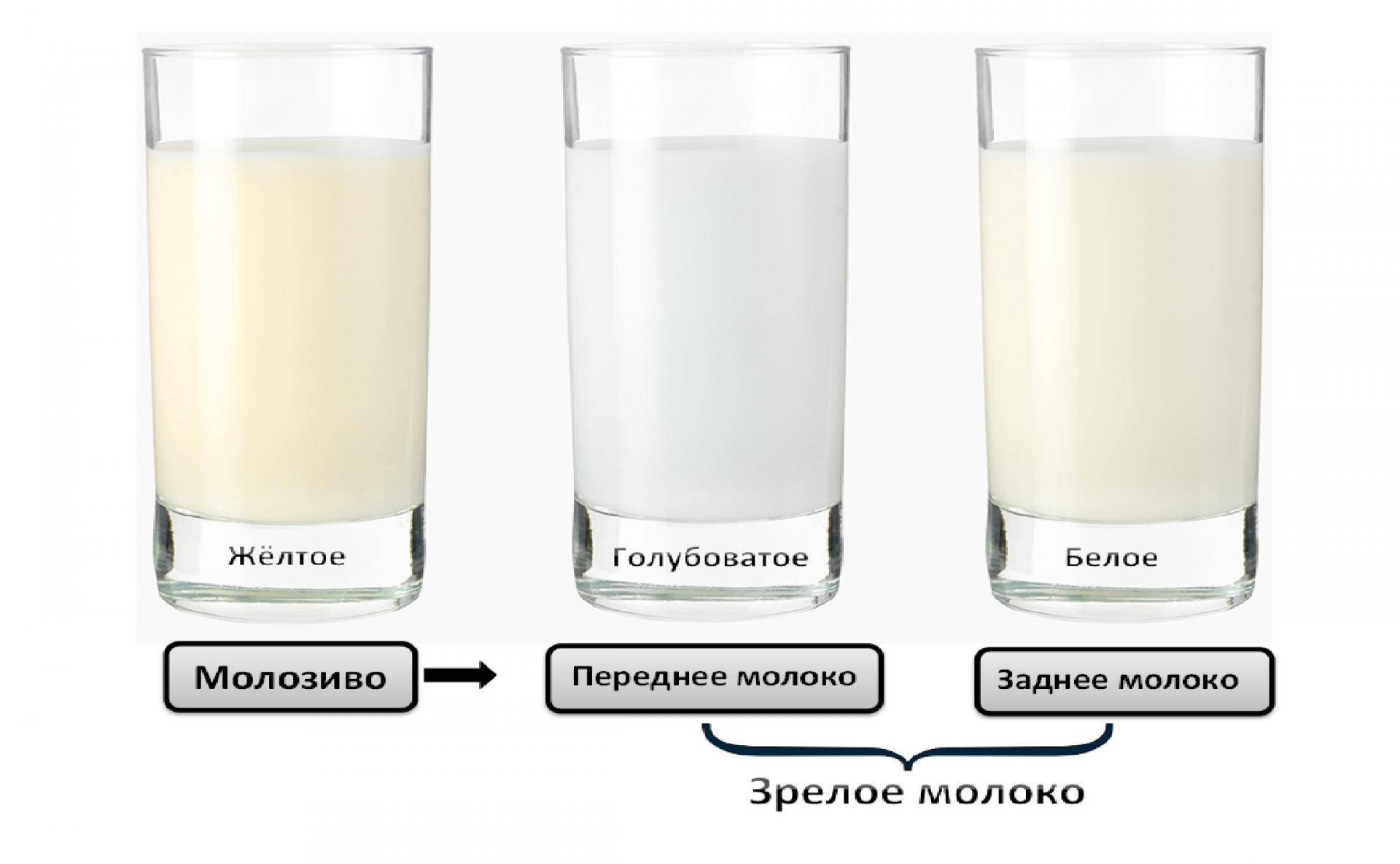 Жирность молока у коровы: определение, способы ее повышения