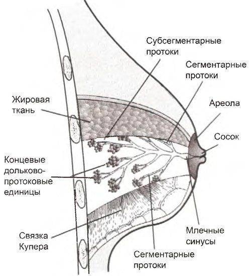 Строение и заболевания молочной железы