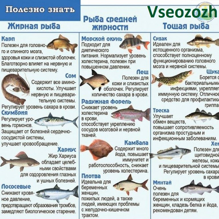 Как сварить морского окуня правильно: все секреты в одной статье